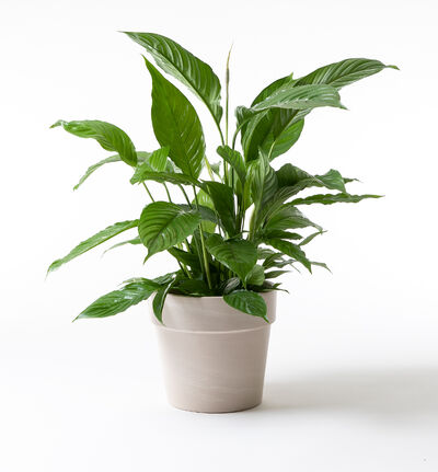 Fredslilje i terrakotta potte Fredslilje i terrakotta potte